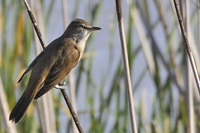 Acrocephalus arundinaceus